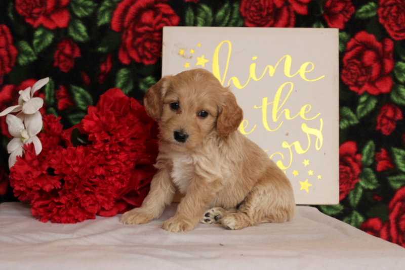 puppy, for, sale, Mini Goldendoodle F2, Matthew B. Stoltzfus, dog, breeder, Gap, PA, dog-breeder, puppy-for-sale, forsale, nearby, find, puppyfind, locator, puppylocator, aca